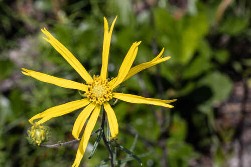 Phoebanthus grandiflorus #2